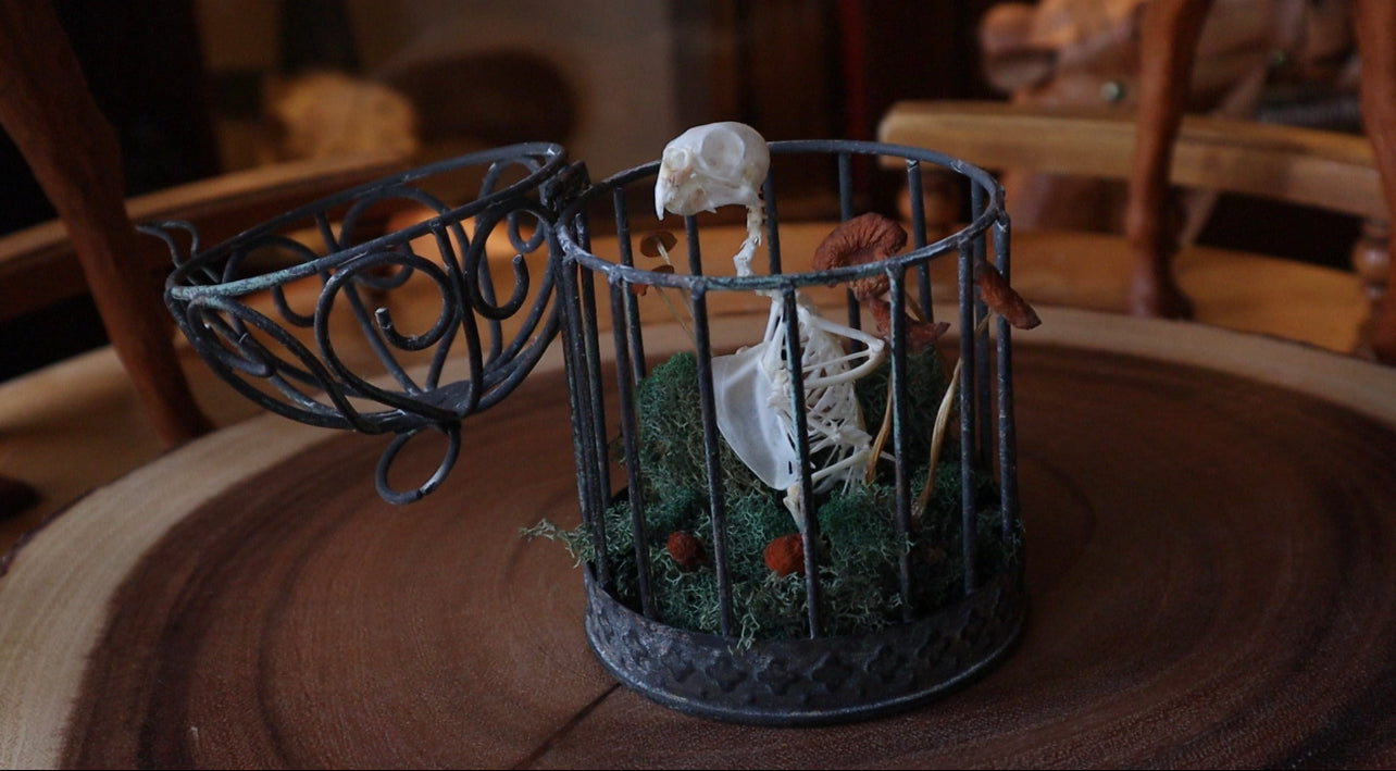 Reserved for Brandon  - Craft Parakeet Articulation Sculpture