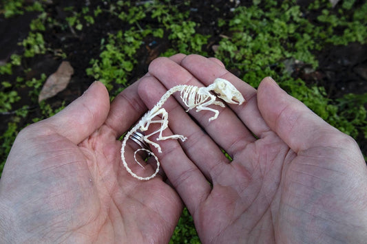 Reserved for Liz - Mouse Skeleton Articulation