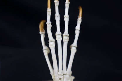 Raccoon Paw Articulation in Glass Dome