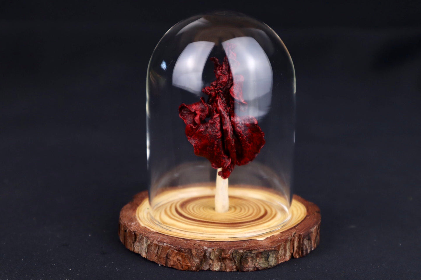 Dry Preserved Kitten Lungs in Glass Dome