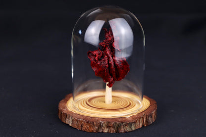 Dry Preserved Kitten Lungs in Glass Dome