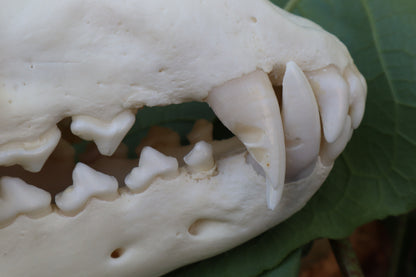 Gray Wolf Skull