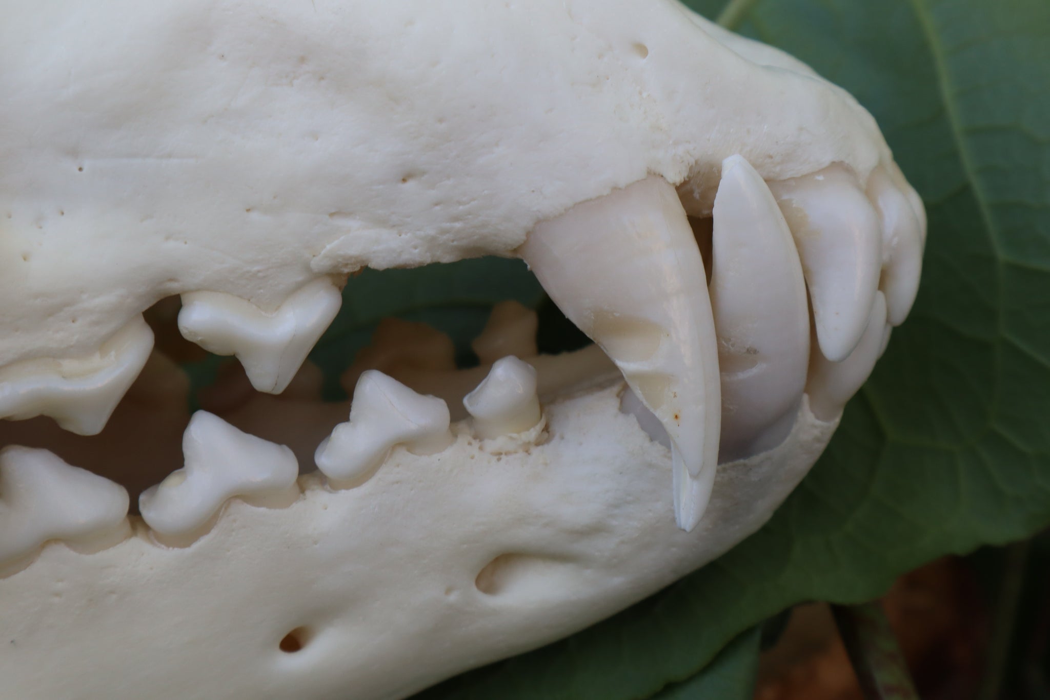 Gray Wolf Skull