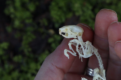Reserved for Liz - Mouse Skeleton Articulation