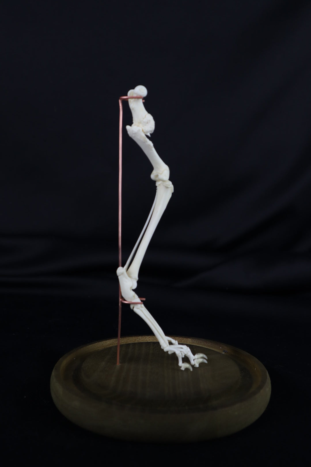 Pathological Domestic Kitten Leg Articulation