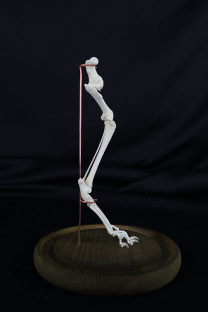 Pathological Domestic Kitten Leg Articulation