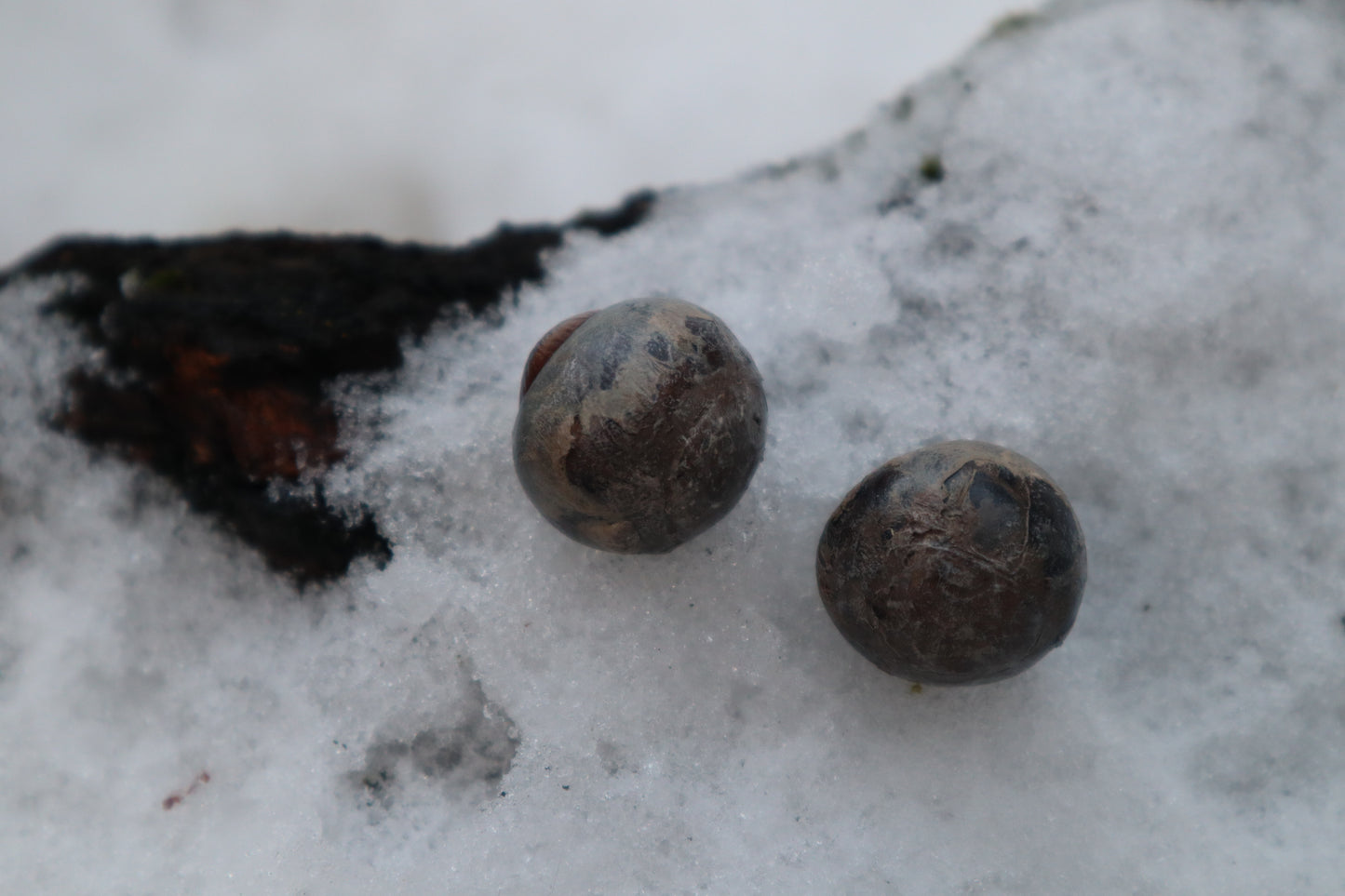 Reserved for Alexandra - Dry Preserved Greyhound Eyeballs