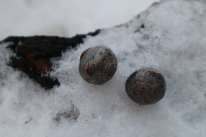 Reserved for Alexandra - Dry Preserved Greyhound Eyeballs
