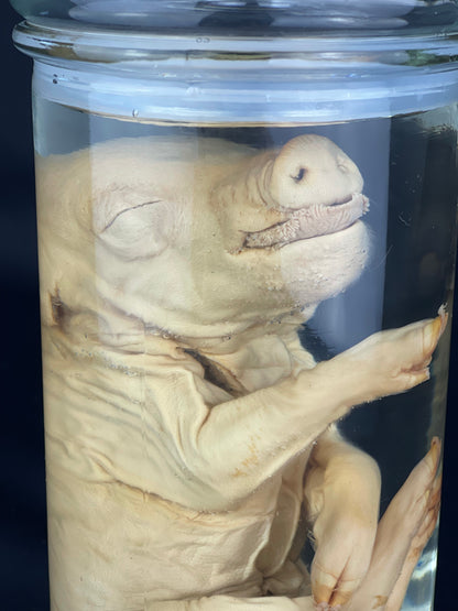 Reserved for Alyssa - Wet Specimen Piglet