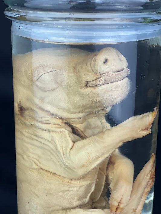 Reserved for Alyssa - Wet Specimen Piglet