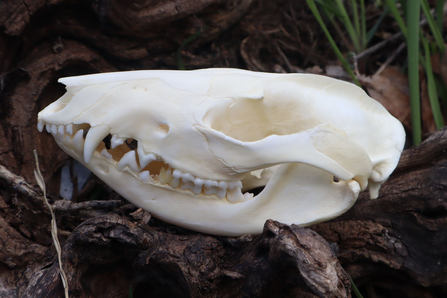 Juvenile Opossum Skull