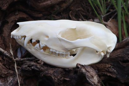 Juvenile Opossum Skull