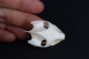 Red Eared Slider Skull