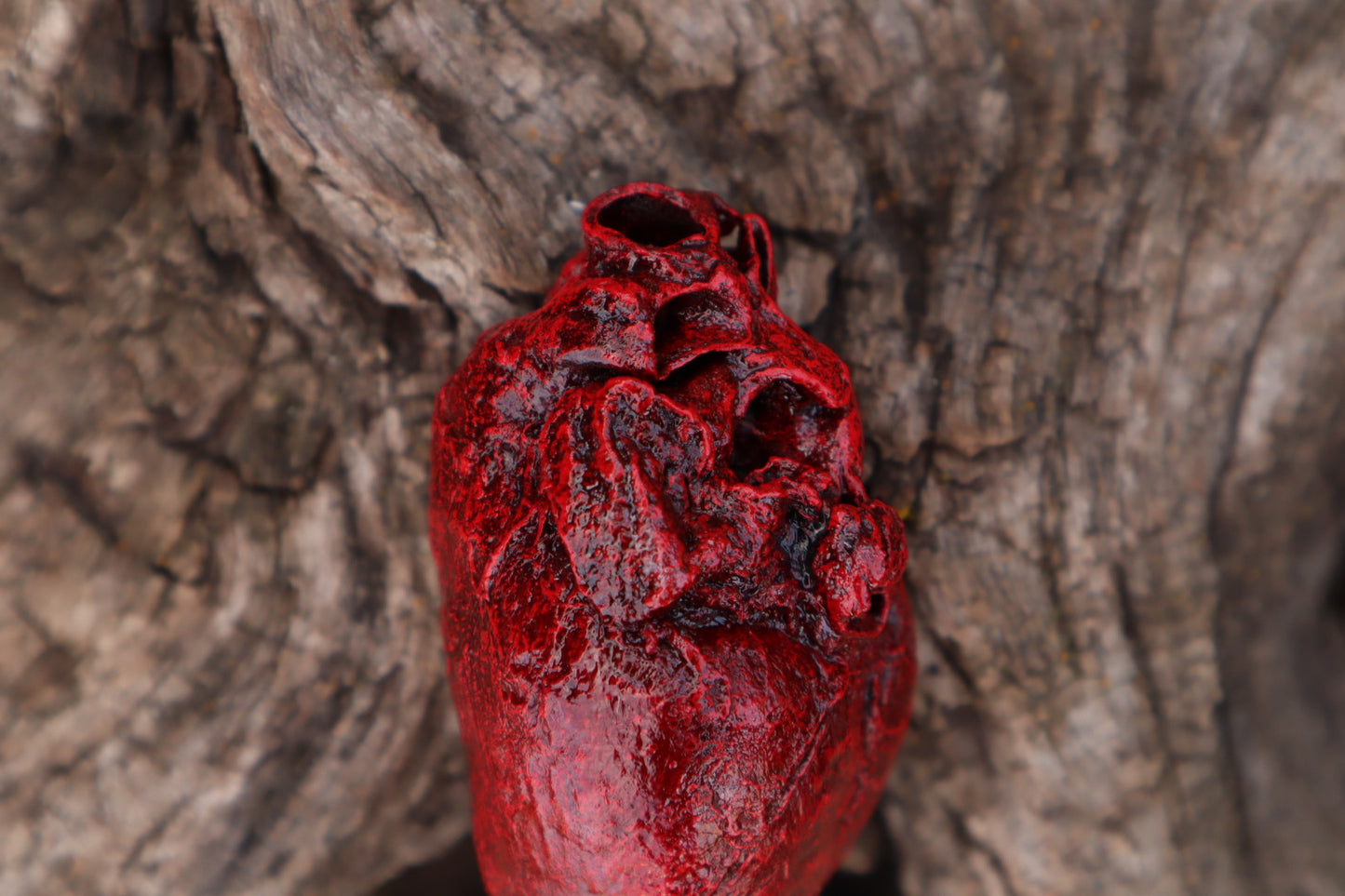Reserved for Taryn - Dry Preserved Bobcat Heart