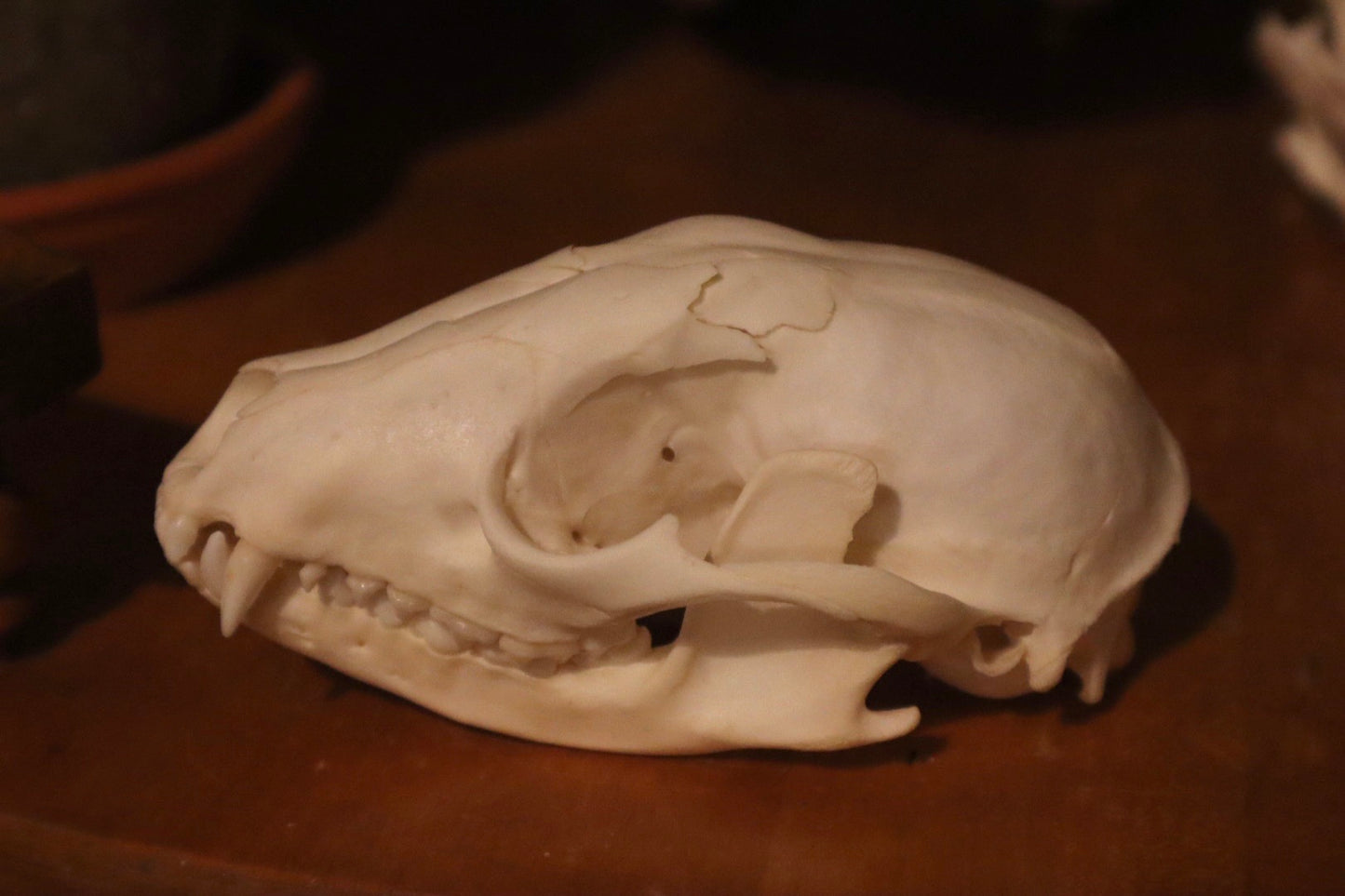 Reserved for Madison - Fragmented Raccoon Skull