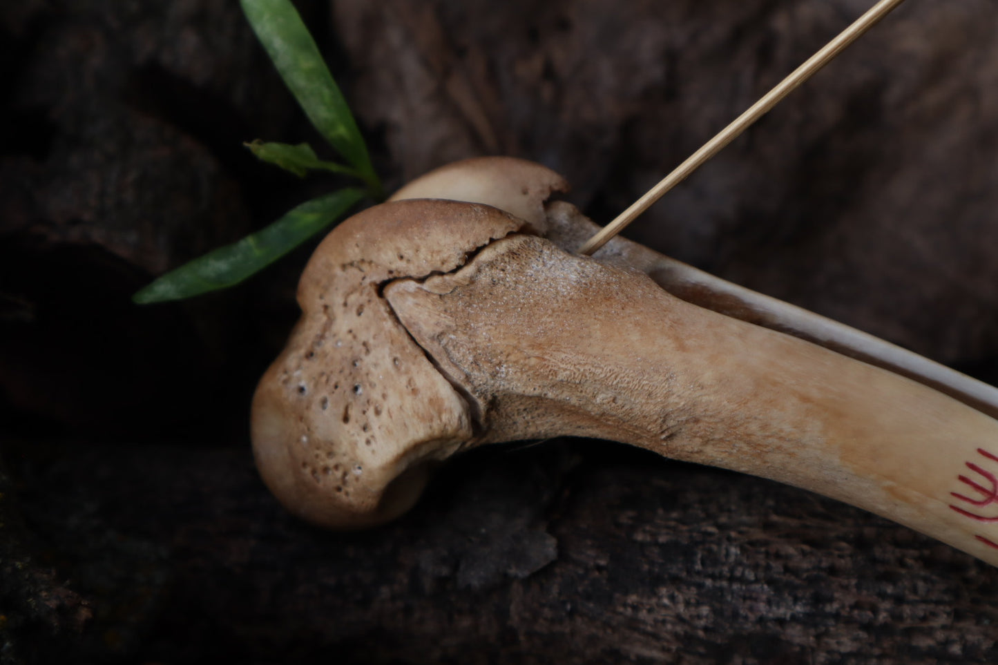 Reserved for Ganjre - Múspellzheimr German Shepherd Dog Femur Incense Holder