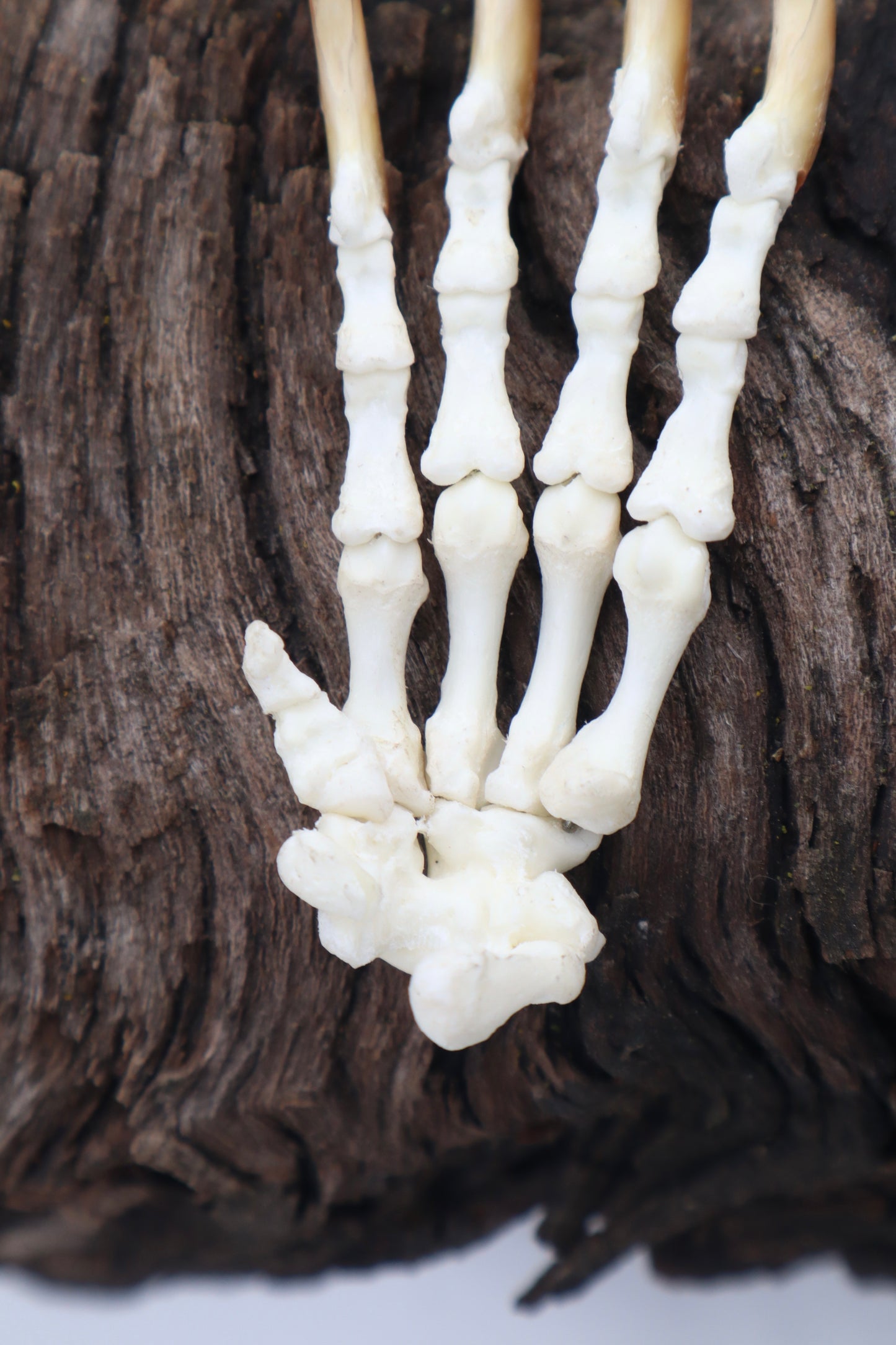 Porcupine Paw Articulation