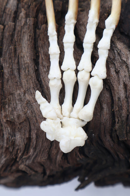 Porcupine Paw Articulation