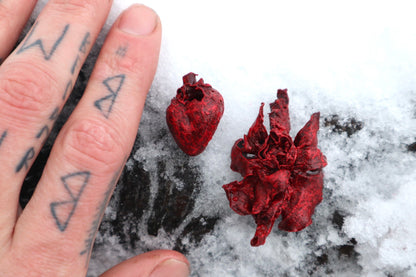 Dry Preserved Kitten Heart and Lungs