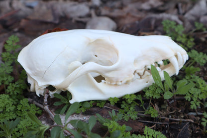 Reserved for Skye - Red Fox Mushroom Skullpture