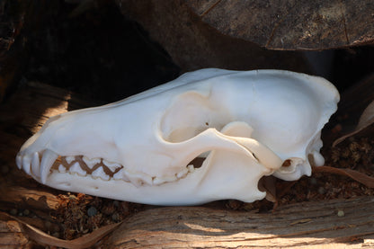 Coyote Skull