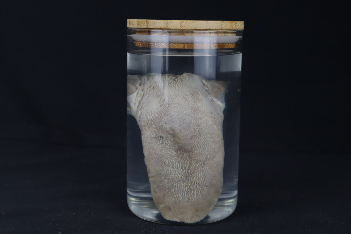 Mountain Lion Tongue Wet Specimen