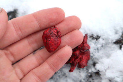 Dry Preserved Kitten Heart and Lungs