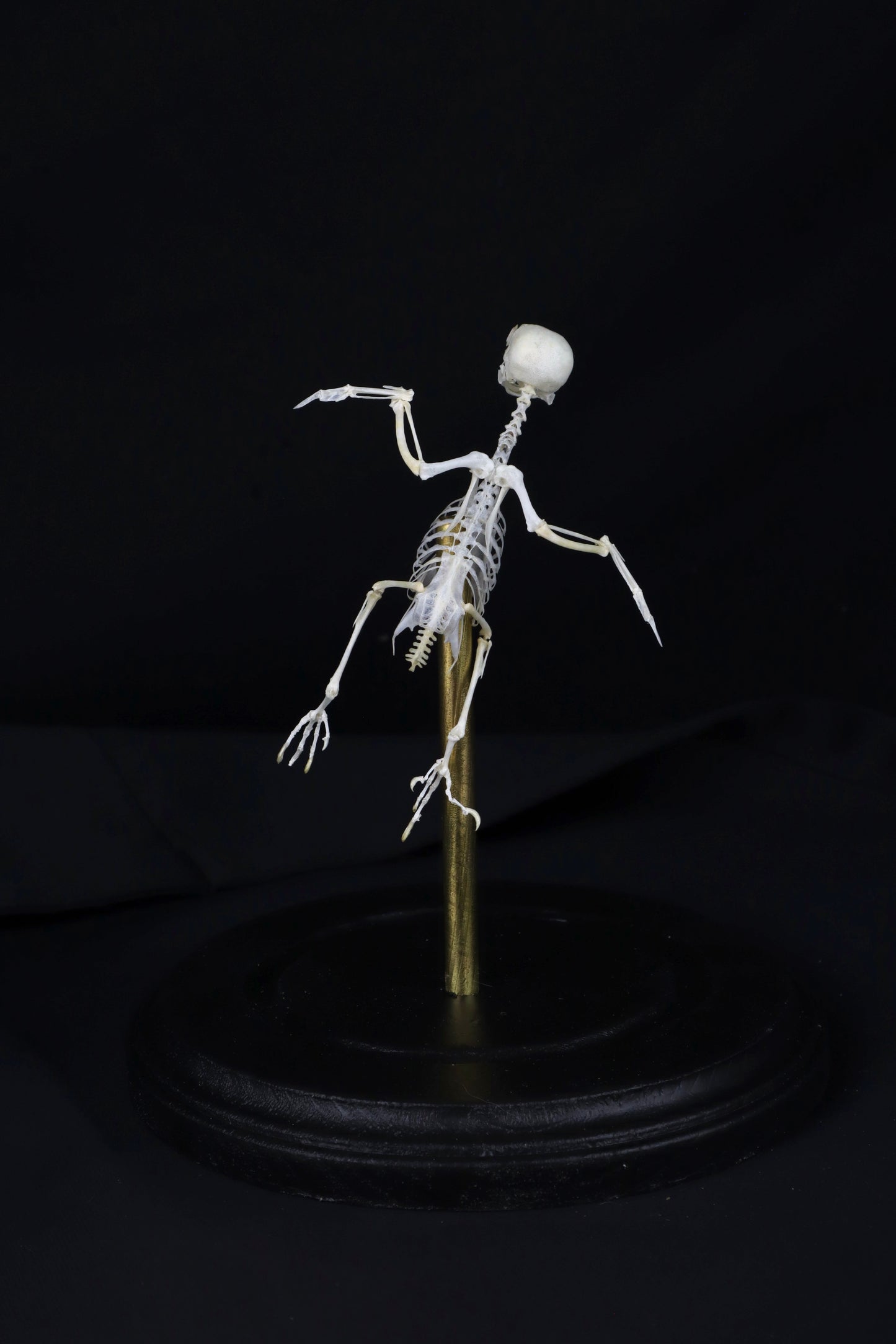 Reserved for Amanda - Articulated Parakeet Skeleton with Sclerotic Lenses