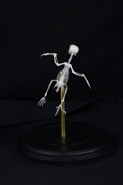Reserved for Amanda - Articulated Parakeet Skeleton with Sclerotic Lenses