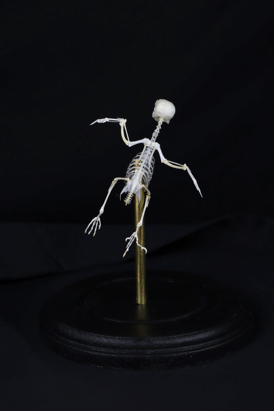 Reserved for Amanda - Articulated Parakeet Skeleton with Sclerotic Lenses