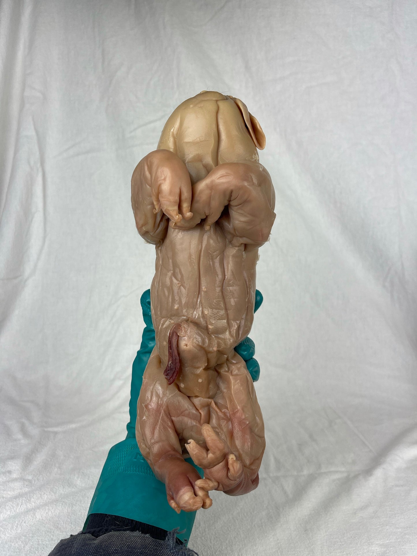 Reserved For Mariah - Wet Specimen Piglet with Congenital Disorders