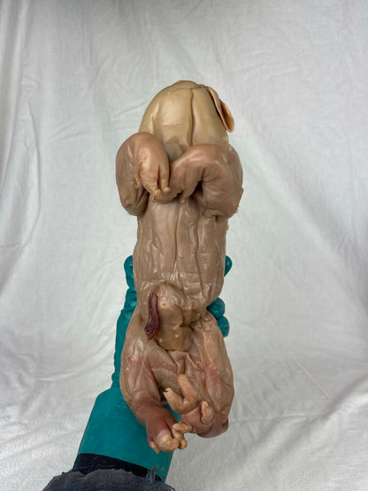 Reserved For Mariah - Wet Specimen Piglet with Congenital Disorders