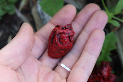 Reserved for Brandon - Dry Preserved Juvenile Bobcat Heart and Lungs