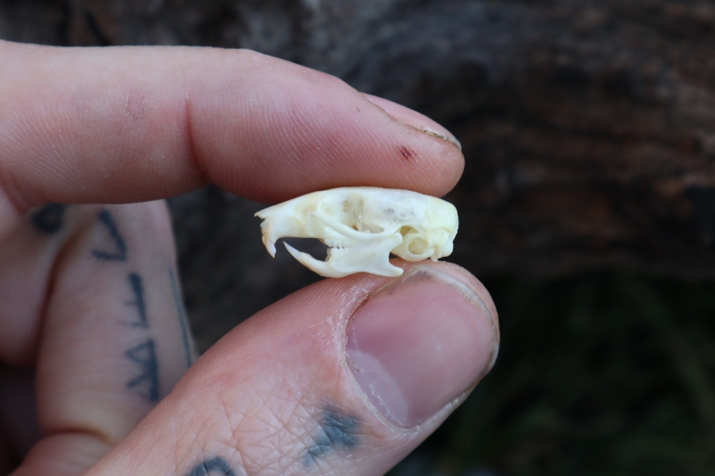 Mouse Skull