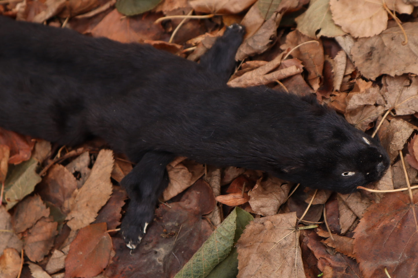 Black Mink Lifesize Pelt