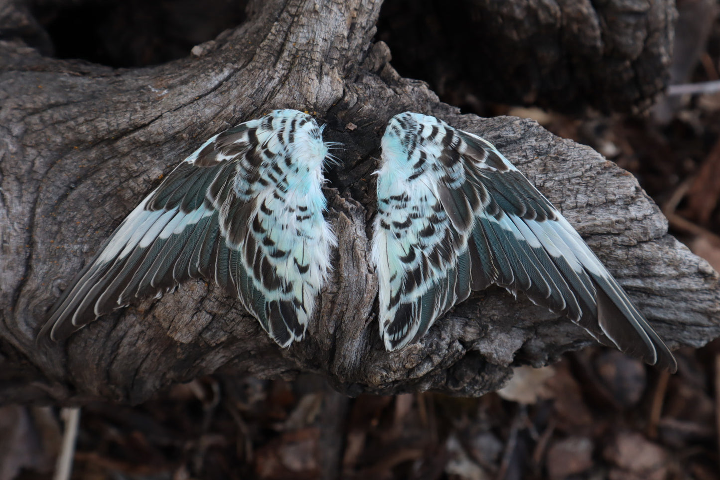 Dry Preserved Parakeet Wings