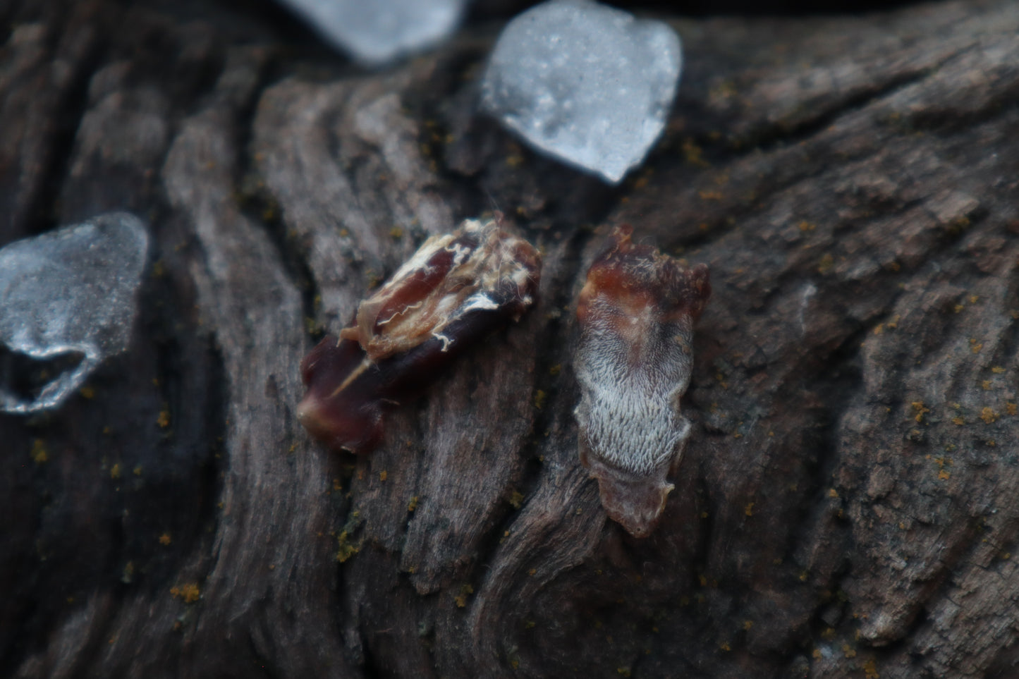 Dry Preserved Kitten Tongue