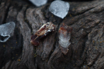 Dry Preserved Kitten Tongue