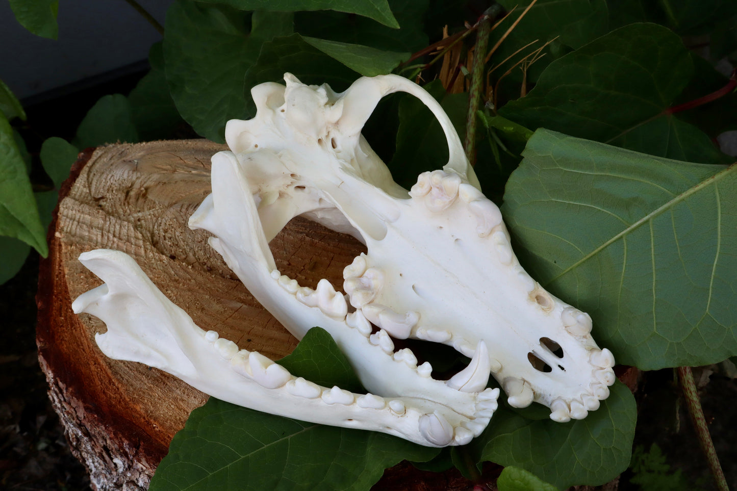 Reserved for Dan - Gray Wolf Skull
