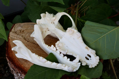 Reserved for Dan - Gray Wolf Skull