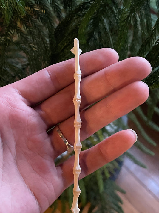 Reserved for Erin - Articulated Red Fox Sternum
