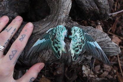 Reserved For Jeromy - Dry Preserved Parakeet Wings