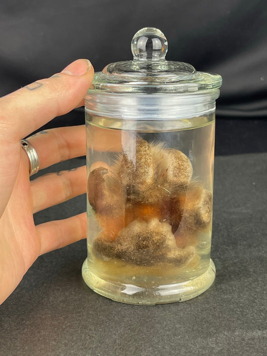 Reserved for The Vanity Witch -  Wet Specimen Northern Rocky Mountain Timber Wolf Paw Pads