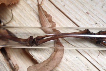 Juvenile Opossum Leg Articulation