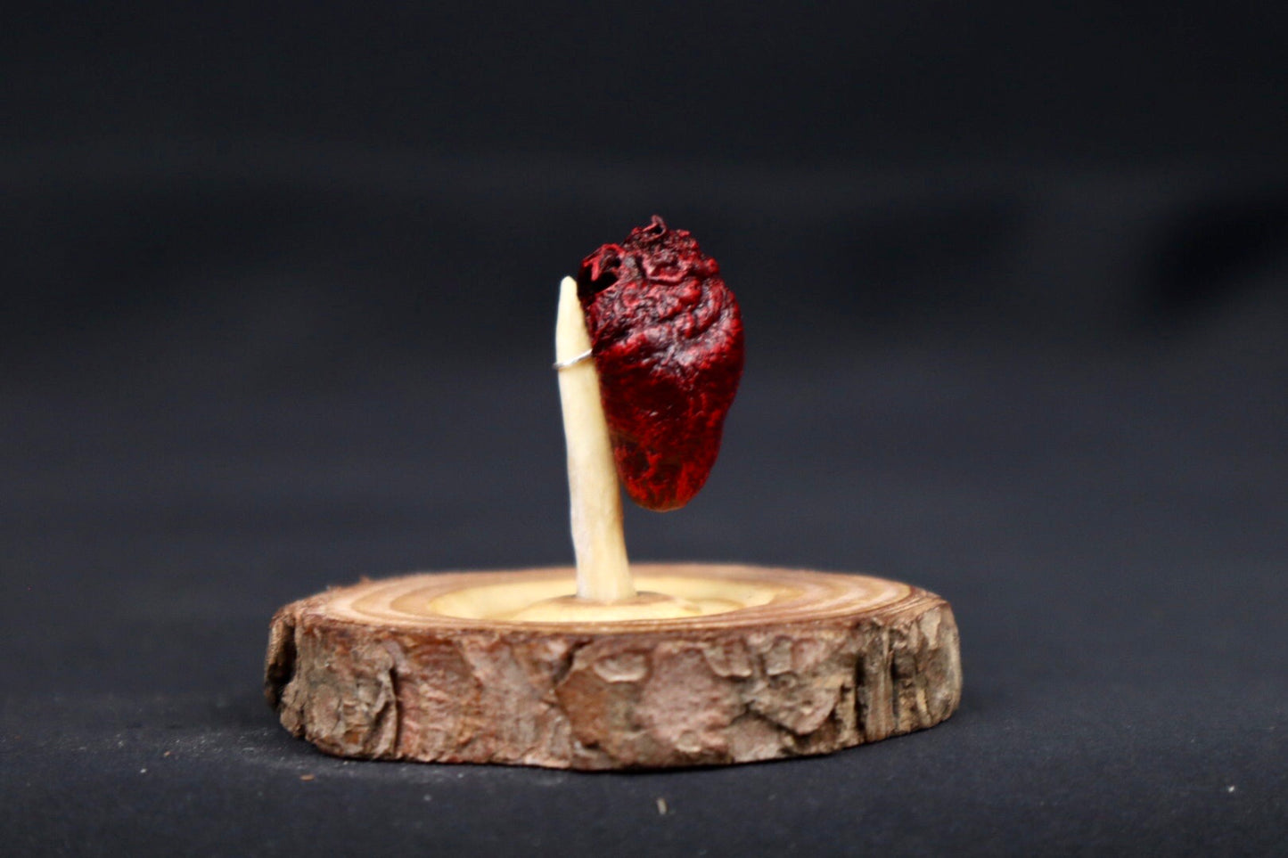 Dry Preserved Pigeon Heart in Glass Dome