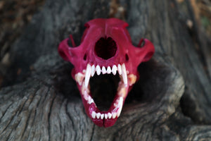 Reserved for Denise - Naturally Stained Coyote Skull