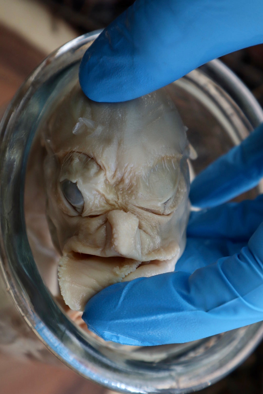 Reserved For Tommy - Wet Preserved Stillborn Piglet With Congenital Disorders