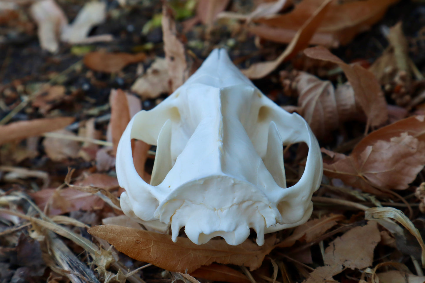 Opossum Skull with Stick Lodged in Mouth