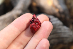 Reserved for Brandon - Dry Preserved Whitetail Fawn Heart and Kitten Heart and Lungs