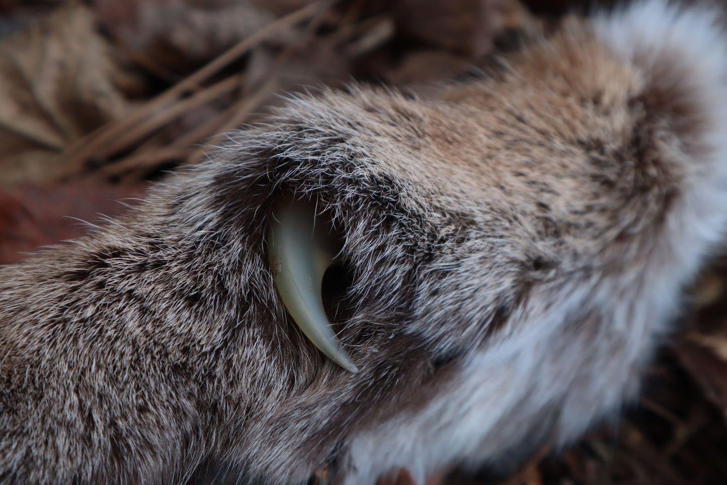 Reserved for Mike - Dry Preserved Mountain Lion Paw